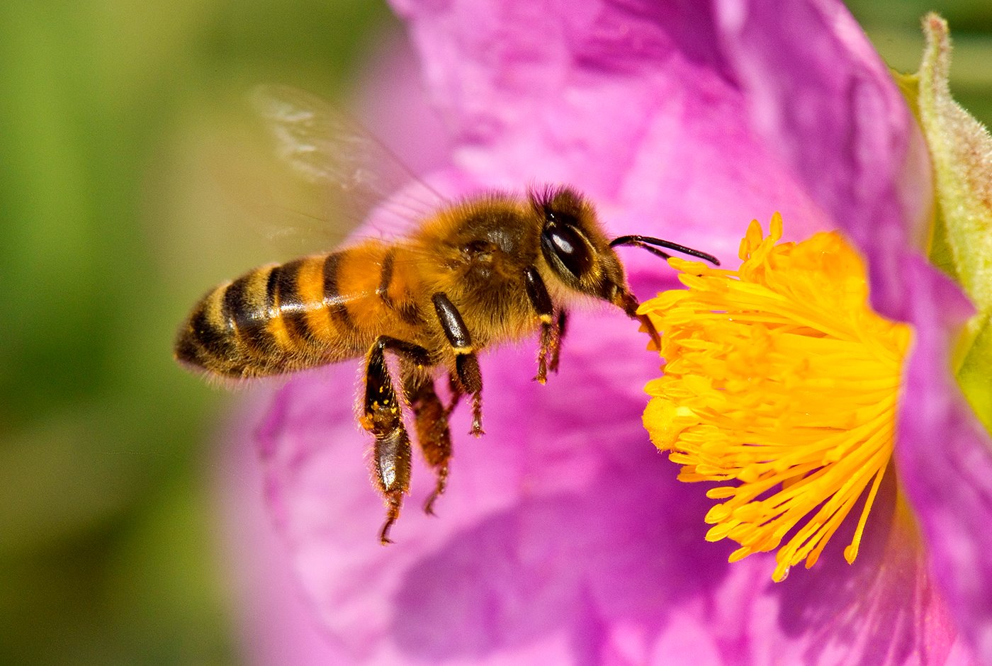 Fotografía de abeja recogiendo polem
