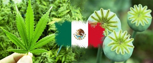 Imagen ilustrativa de cannabis y amapola