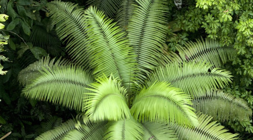 El Parque Nacional Yasuní, en Ecuador, es posiblemente el lugar con mayor diversidad biológica de la Tierra.