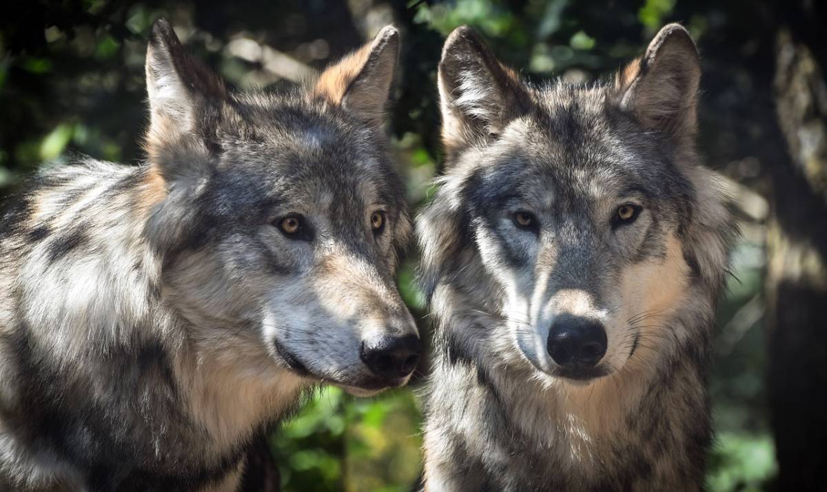 Dos lobos