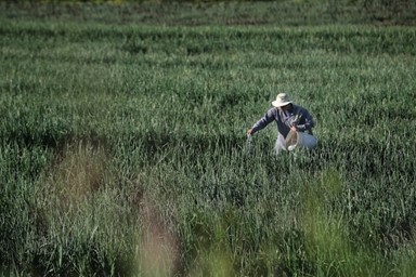 Agricultor en campo de arroz